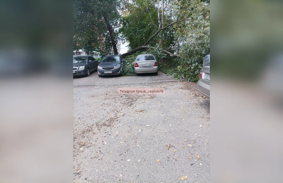 Ночной ураган в Томске повалил деревья и автобусную остановку. Фото: «Регион-70 Томск»