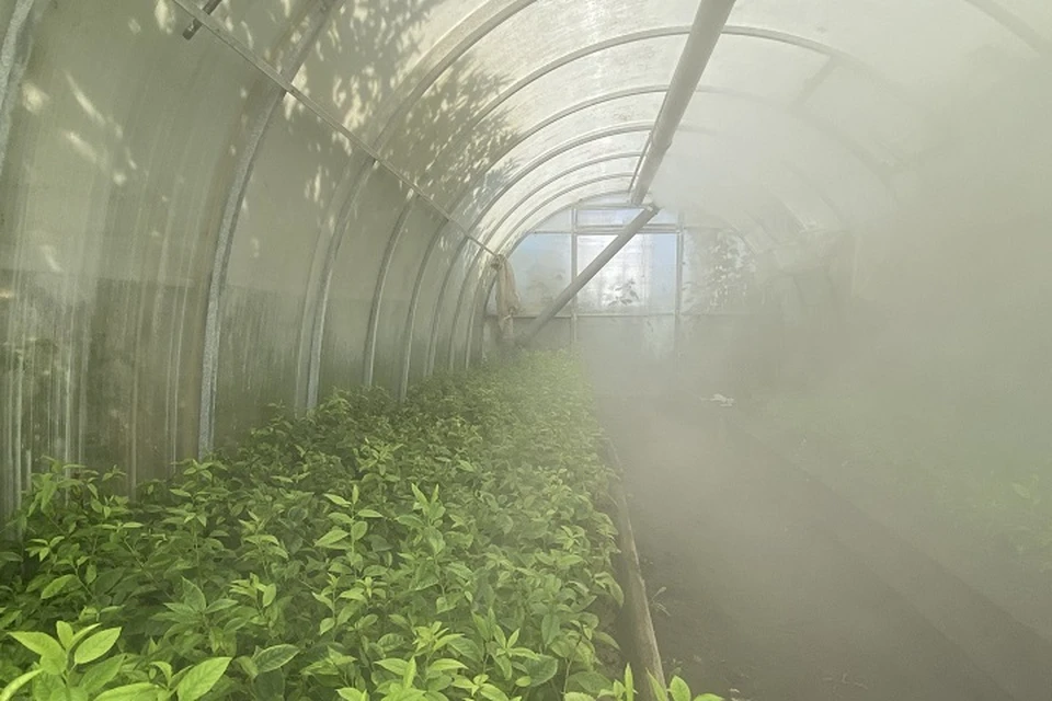 Ультразвук и туман помогут повысить приживаемость черенков черешни / Фото: Самарский университет