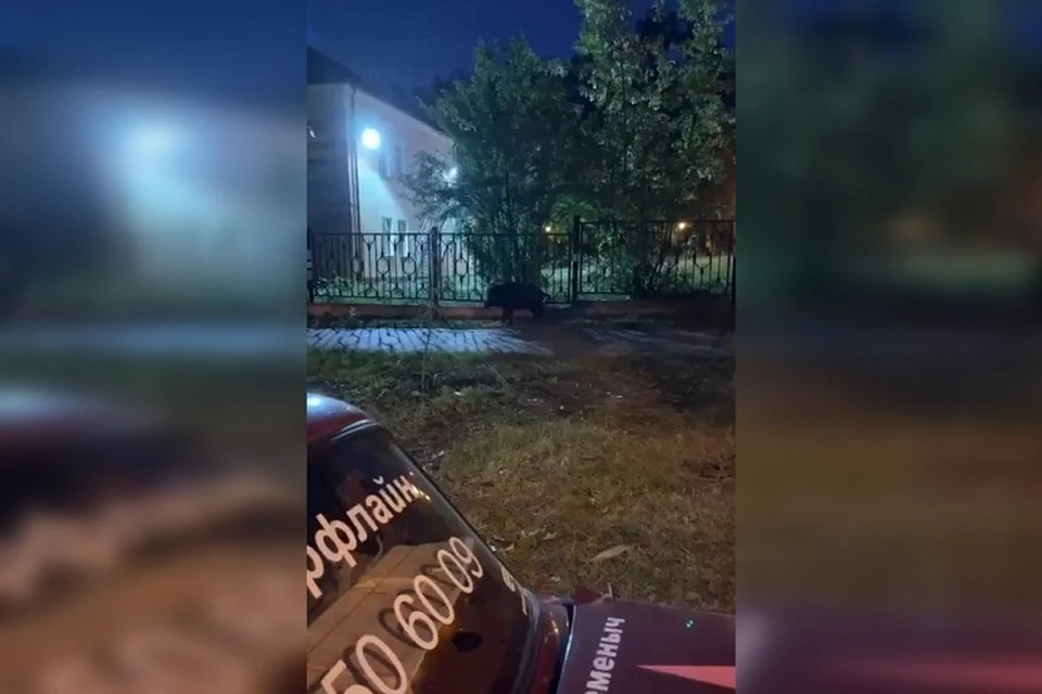 Дикое животное опасается людей и не спешит подходить к ним Фото: скриншот с видео