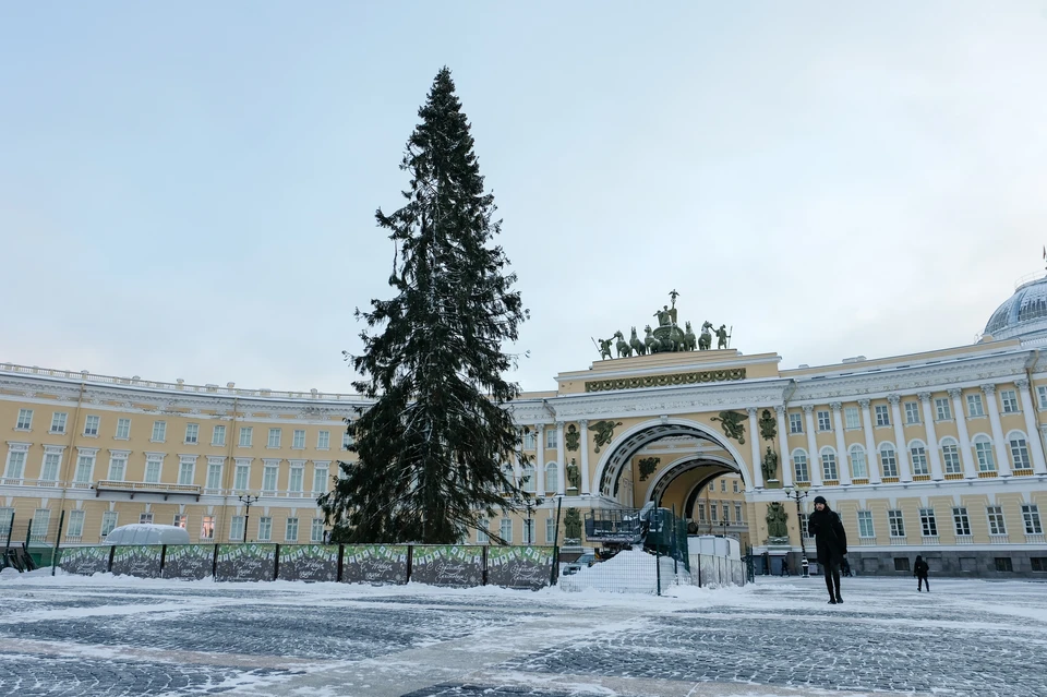 Третий год подряд на Дворцовой площади будет стоять живая елка.