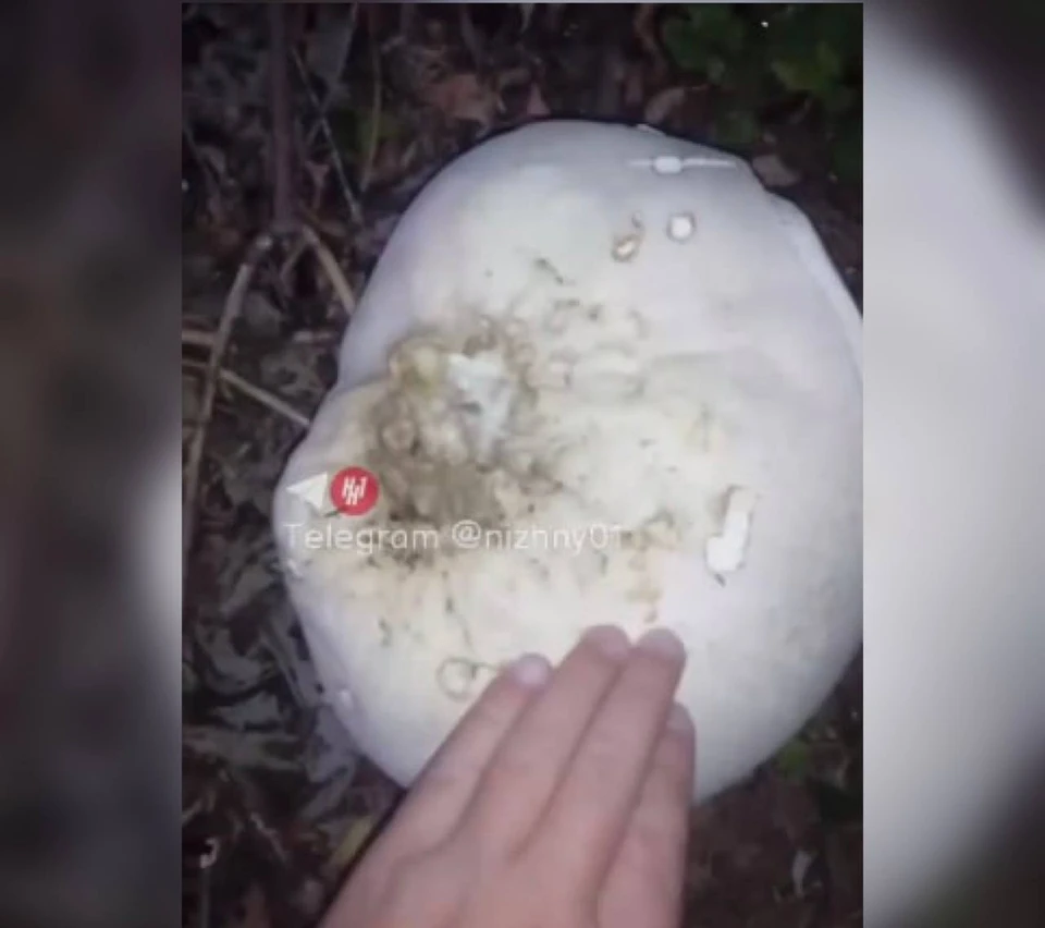 Поляну с гигантскими грибами обнаружили в Балахнинском районе. Фото: Нижний №1
