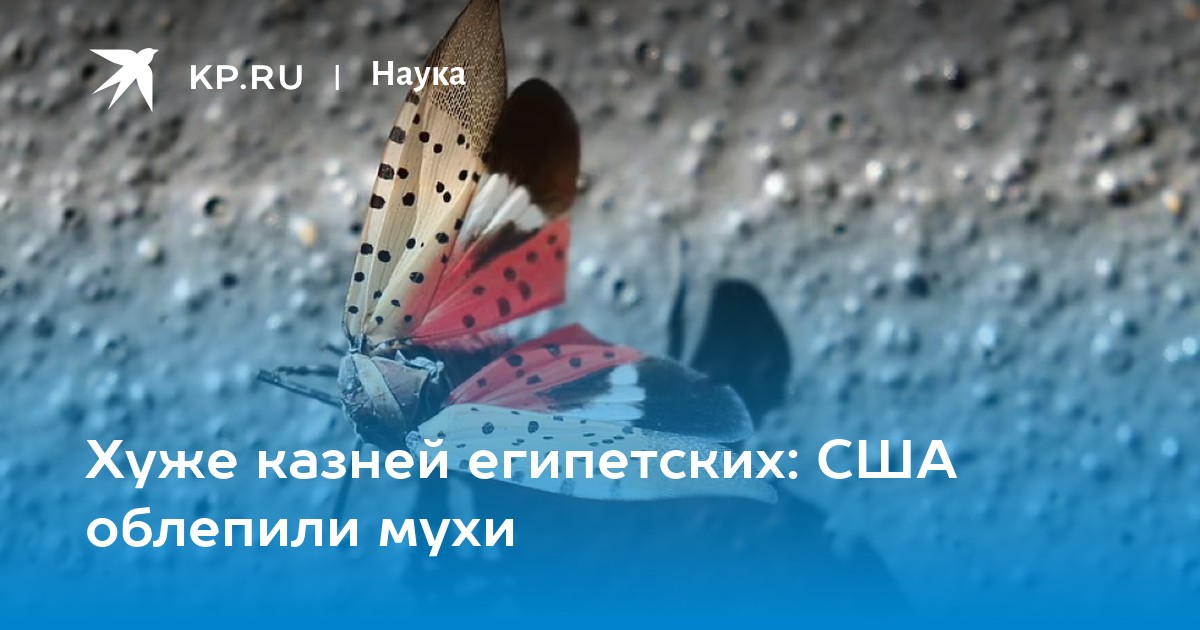 Хуже казней египетских: США облепили мухи