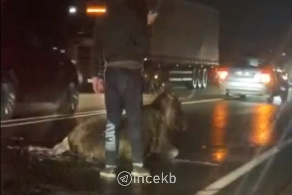 Мужчину с топором, накинувшегося на несчастного лося, сняли на видео Фото: скриншот с видео