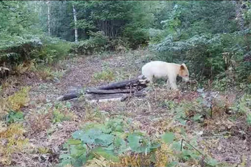 The joy of zoologists who discovered a unique black bear with white fur in American Michigan turned out to be extremely short-lived - after some time the predator was found dead.