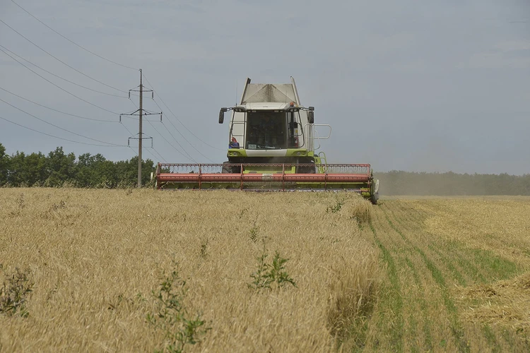 Россия ждет рекордного урожая зерна: что мы будем с ним делать, и упадут ли цены на хлеб