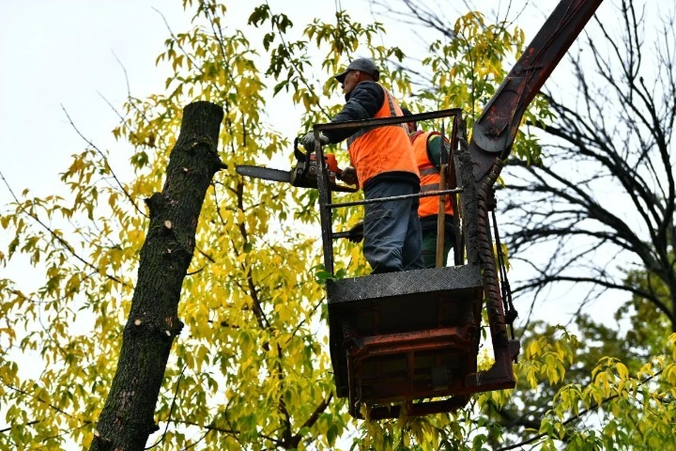 В Ярославле начали спиливать больные деревья