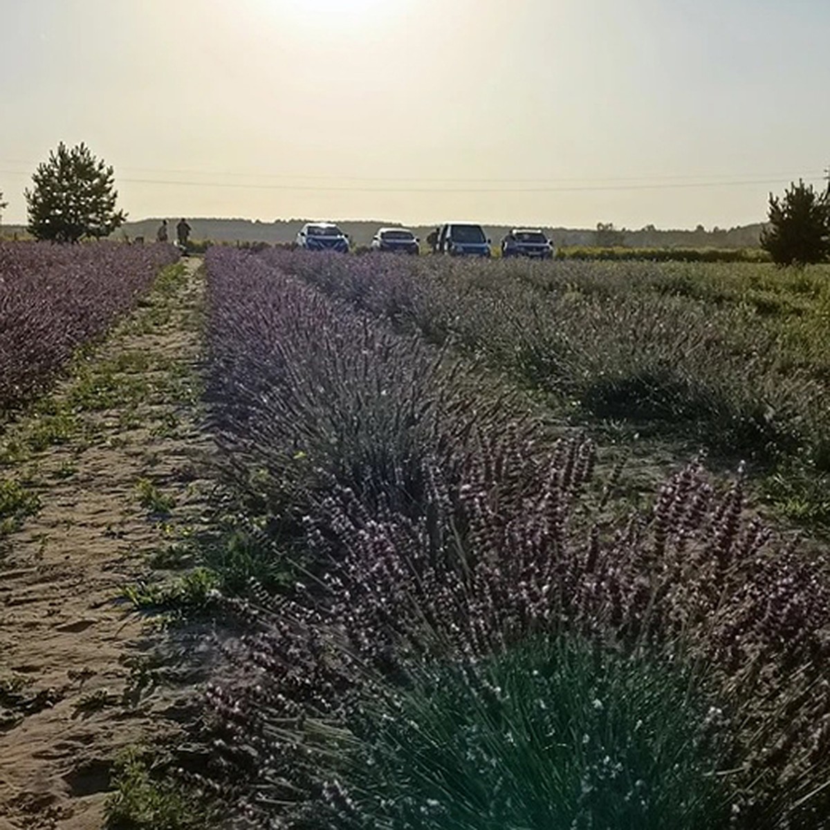 Нижегородская лавандовая ферма стала самой большой в центральной России -  KP.RU