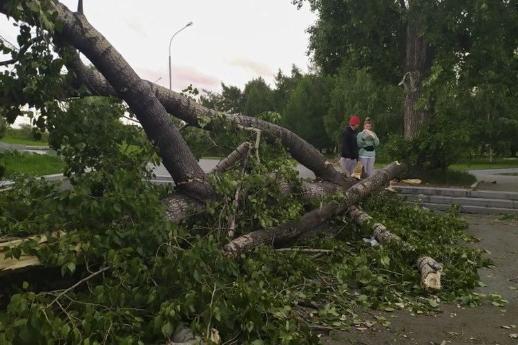 Упавшее дерево придавило женщину в парке «Швейцария» днем 3 октября