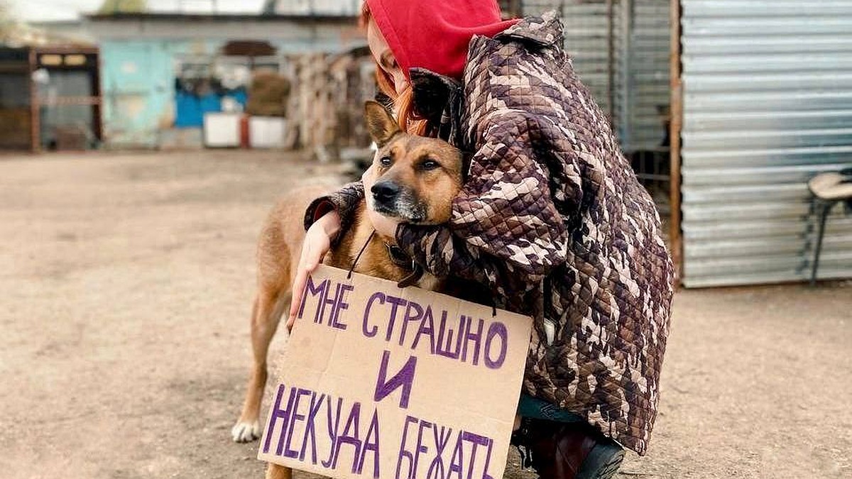 В День защиты животных: «ПЁСдаКОТия ДЯДЯ ШАРИК» - странный предмет, вроде  открылся, но его как бы нет - KP.RU