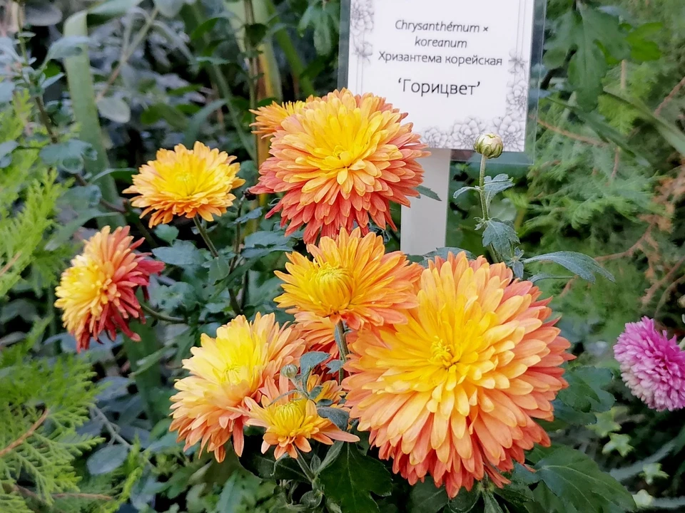 Выставка будет доступна все выходные.