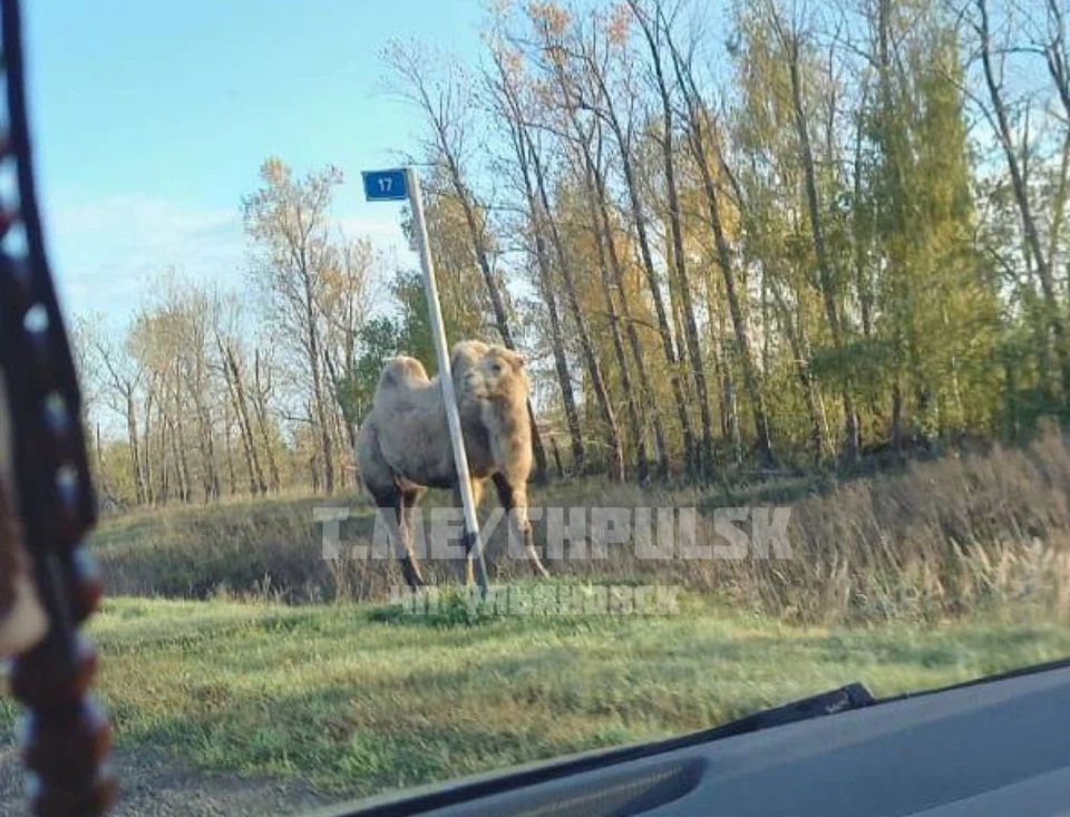 Ульяновцы обнаружили на дороге в Чердаклинском районе верблюда