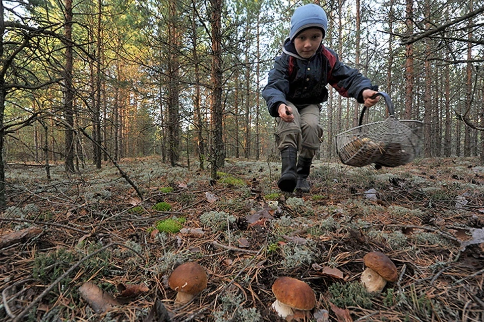 С начала октября в лесах Подмосковья заблудились 115 человек