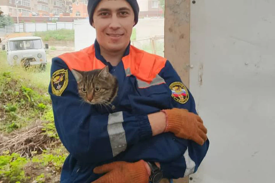 Кошка спасалась от стаи собак и провела на дереве целые сутки. Фото: ПАСС СК