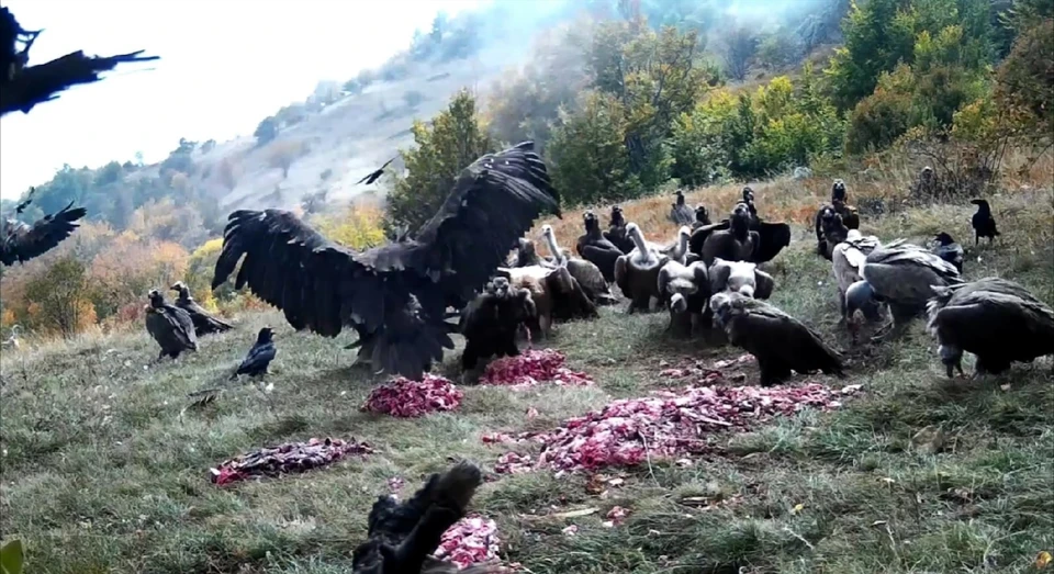 Черным грифам и белоголовым сипам по душе субпродукты с душком. Фото: кадр видео Алуштинское лесоохотничье хозяйство/VK