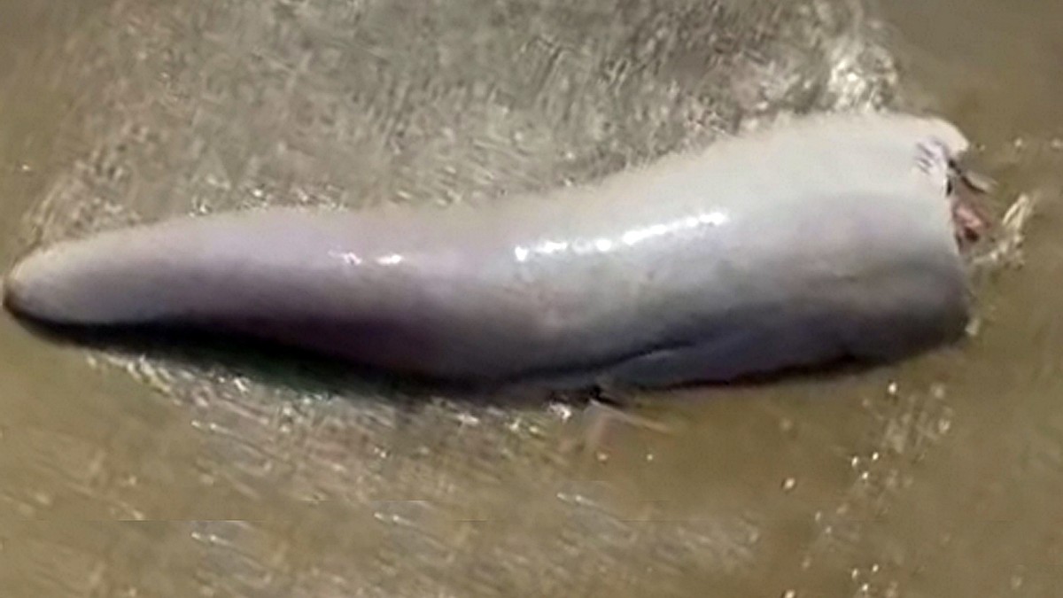 Загадочный объект, похожий на гигантский пенис, выброшен на побережье  Австралии - KP.RU