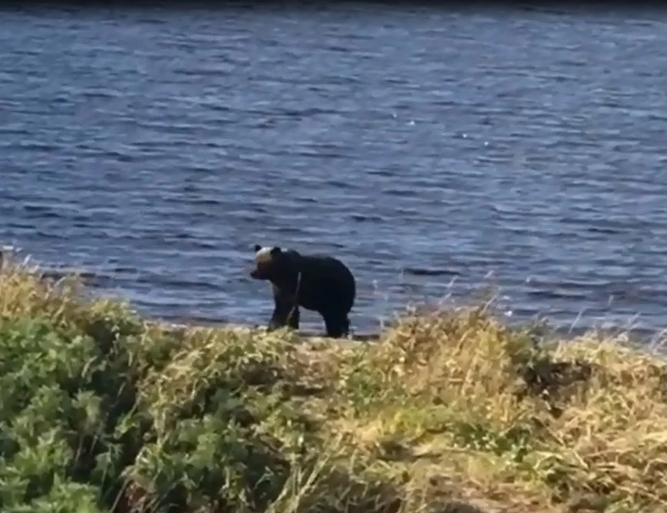 Фото: стоп-кадр видео телеграм-канала «Поронайская Звезда»