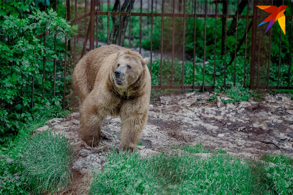 На автоподъезде к Териберке часто можно встретить медведей.