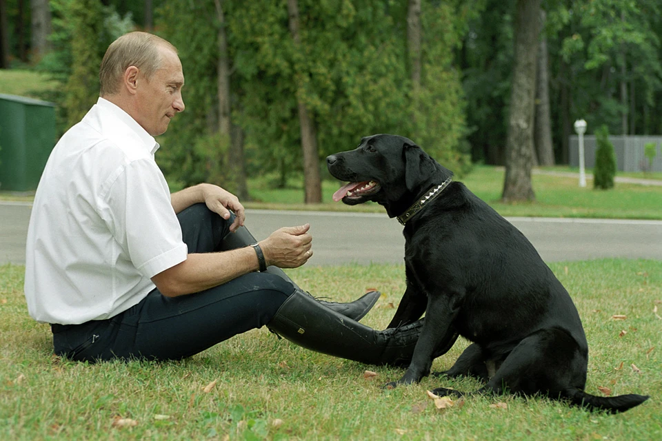 Президент России Владимир Путин с лабрадором Кони. Фото ТАСС/ Владимир Родионов