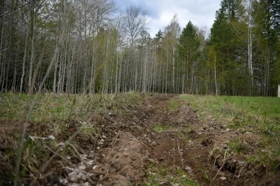 В Крыму на три недели продлили ограничение пребывания граждан в лесах