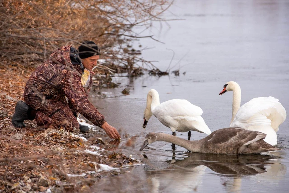 Вернуться в дикую природу лебедь уже не сможет. Фото: Минэкологии Челябинской области
