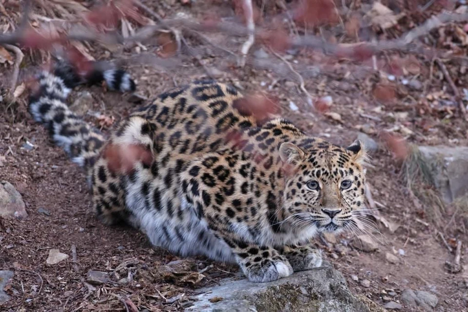 каждый такой узор всех леопардов абсолютно уникален. Фото: amurleo_land