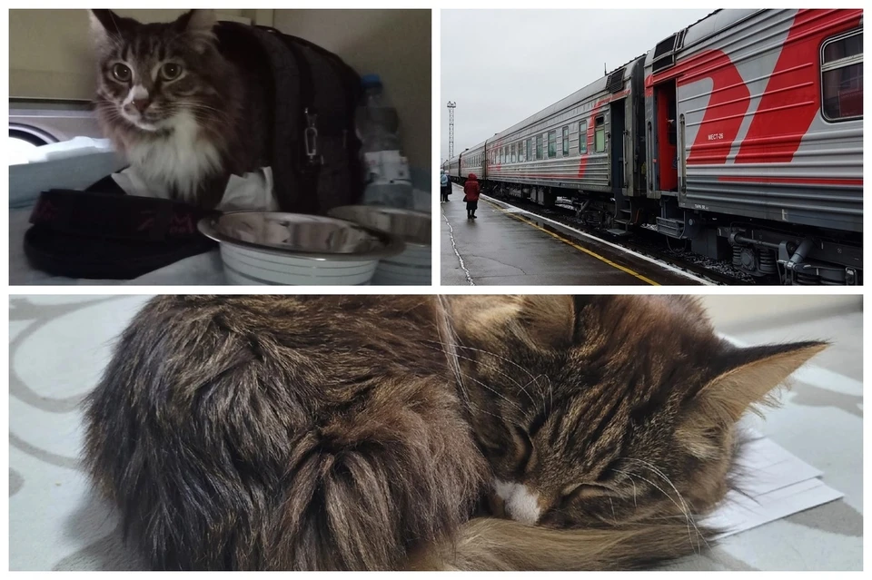 Фото приюта бездомных кошек «Кошкин Дом»