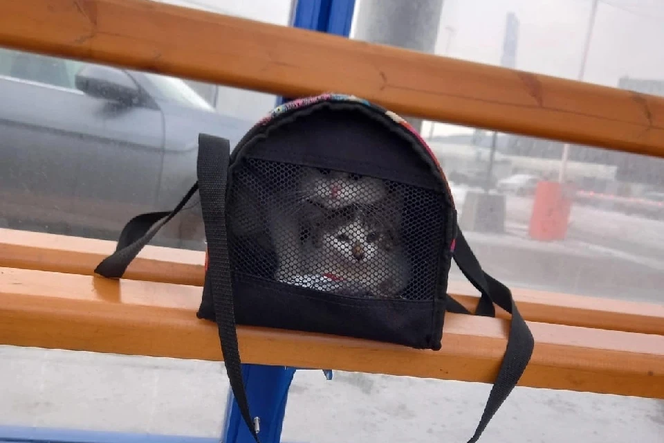 Котиков оставили на холоде. Фото: vk.com/murmansk.region