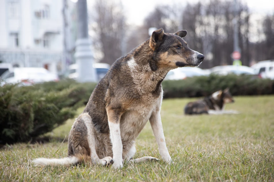 К холодам случаи нападений бродячих псов в Дагестане участились.