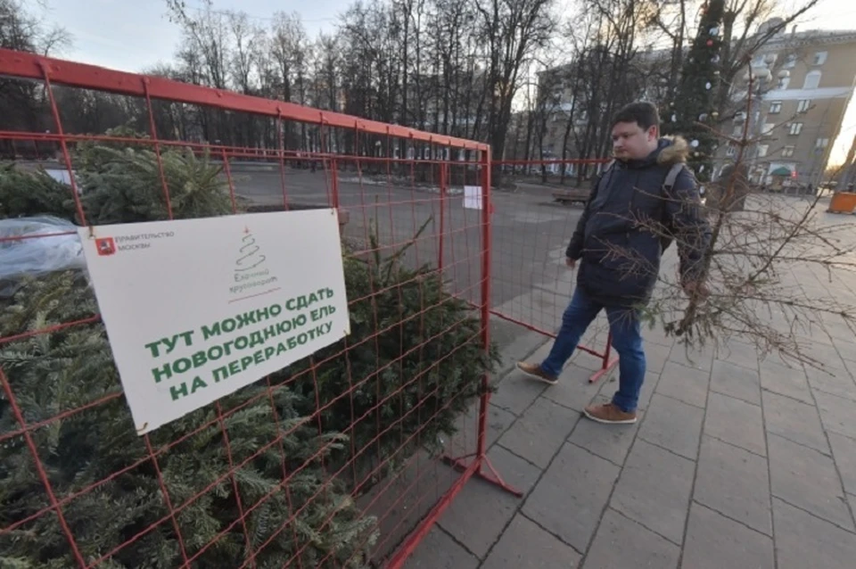 Акция по сбору новогодних деревьев для переработки ежегодно проходит по всей стране