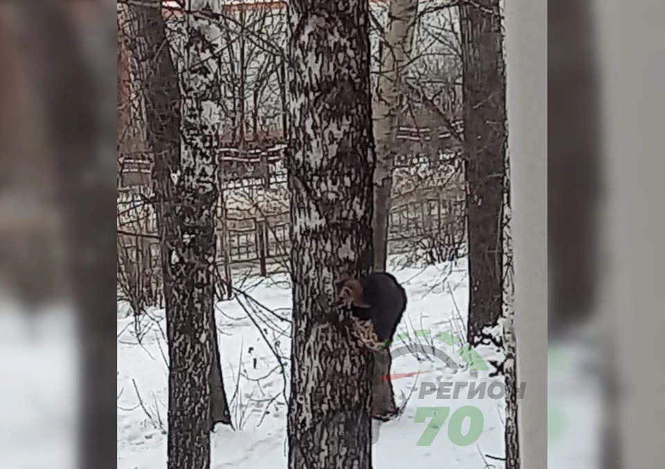 В Томске стая ворон напала на ласку. Фото: «Регион-70 Томск»