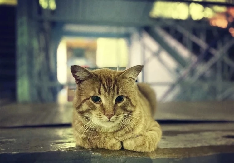 В Тверской области  на вокзале дежурным работает рыжий кот