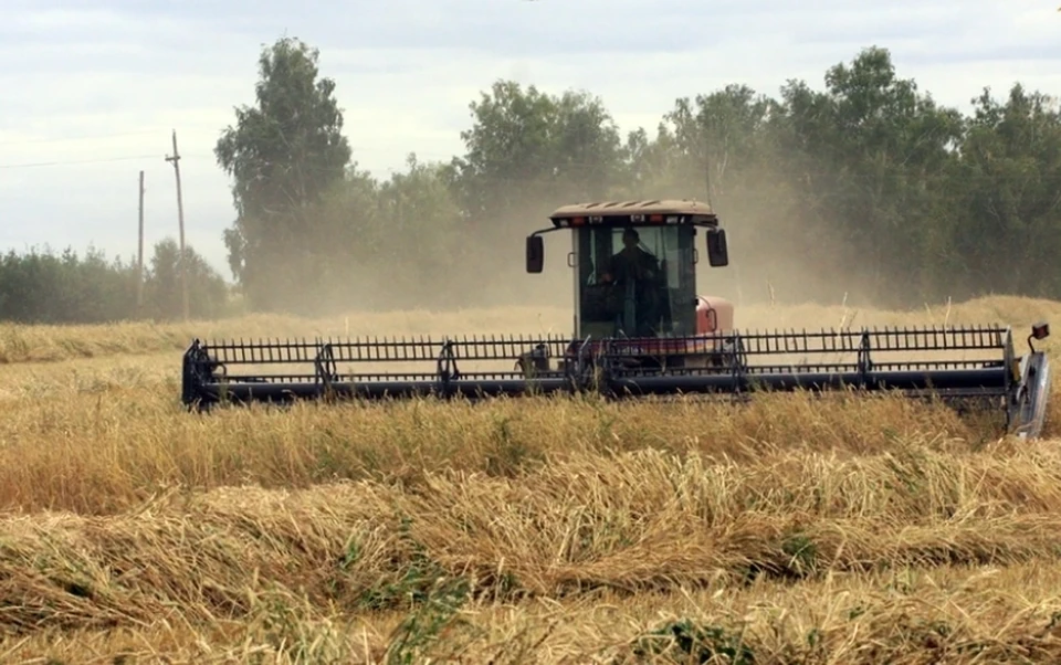 В 2022 году сбор зерновых и зернобобовых составил 5,9 млн тонн