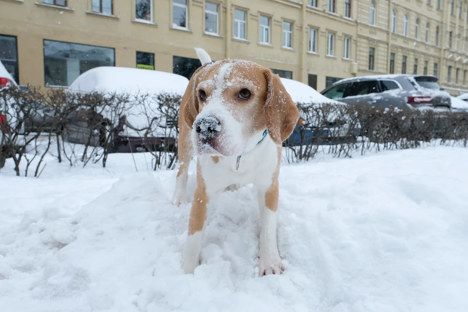 Снег и заметное похолодание обещают в выходные.