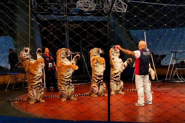 Заслуженные артисты России Карина и Артур Багдасаровы показали курским школьникам азы дрессировки тигров