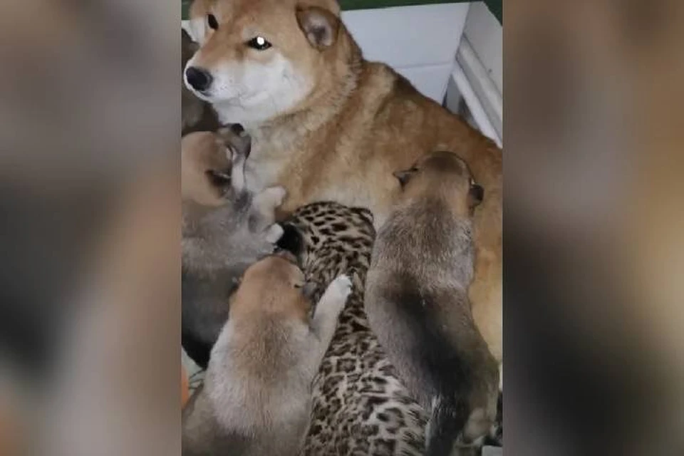 Леопард Мао стал сводным братом шестерым щенкам. Фото: Иркутская зоогалерея