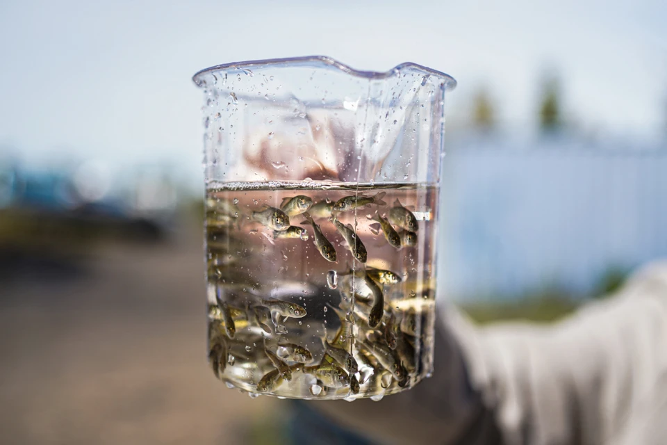 3000 мальков сибирского (байкальского) осетра выпущено в акваторию озера. Фото: пресс-служба АО «ВЧНГ»
