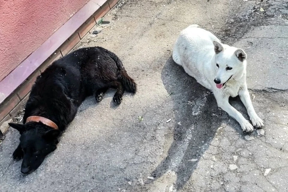 Убитых собак любили на Мехзаводе