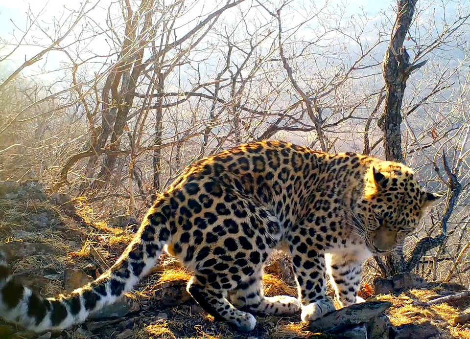 На кадрах кошка вышла на местность с хорошим обзором.