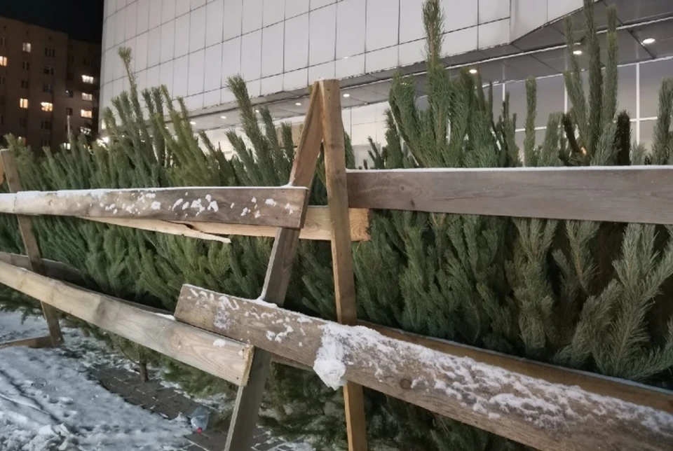 Елочные базары будут работать ежедневно