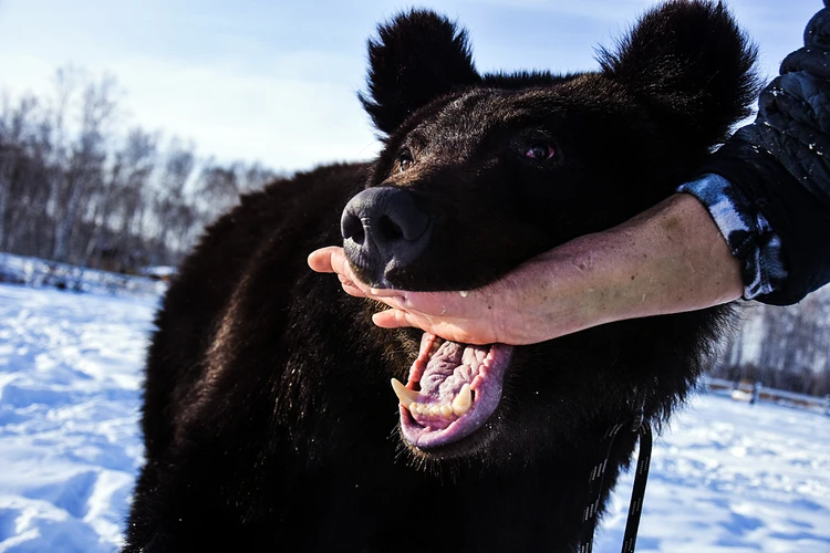 Русские ученые будут добывать антибиотик прямо из пасти медведя