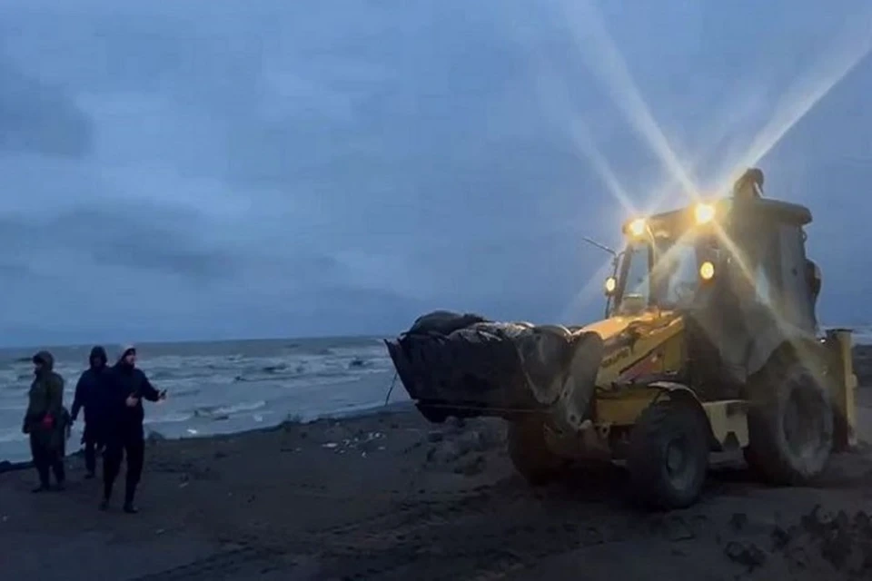 Туши тюлений убирают с берега. Фото: стоп-кадр видео