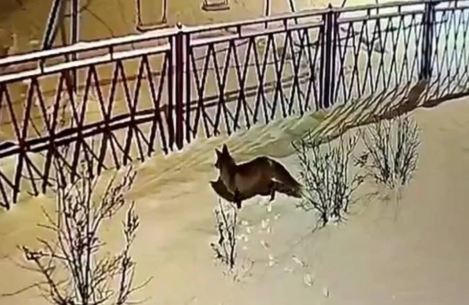 Лиса рылась в сугробе, пытаясь раздобыть еду.