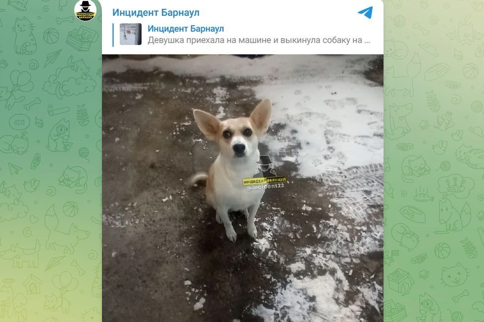 Фото: скриншот с паблика "Инцидент Барнаул"