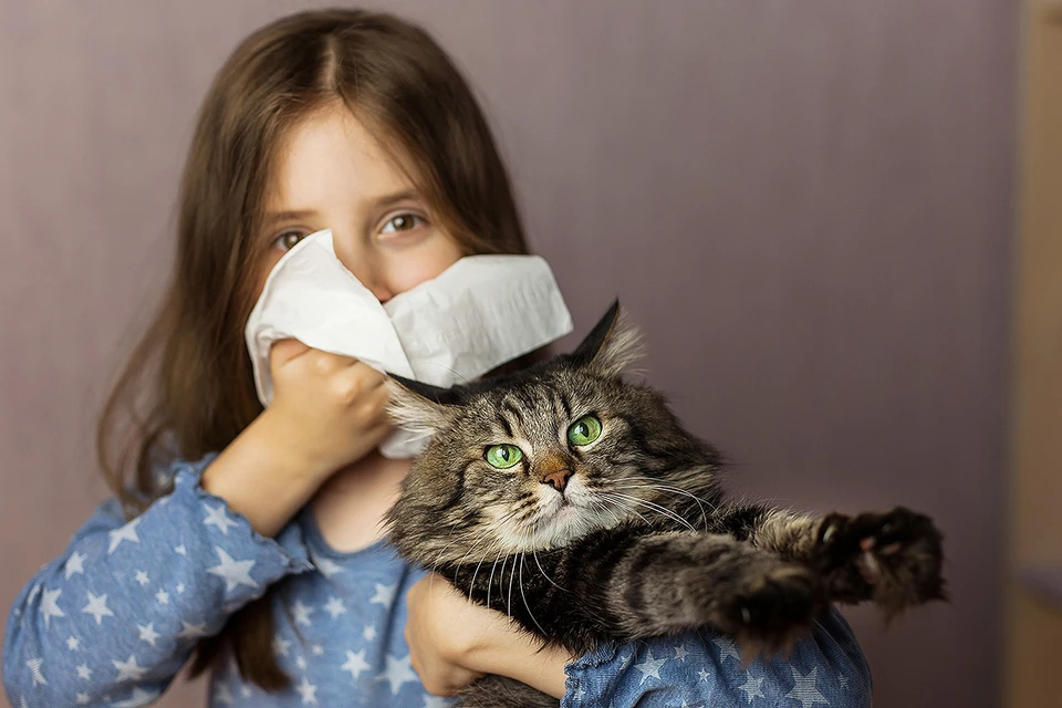 Ученые Сеченовского университета завершили доклинический этап разработки вакцины от аллергии на кошек.