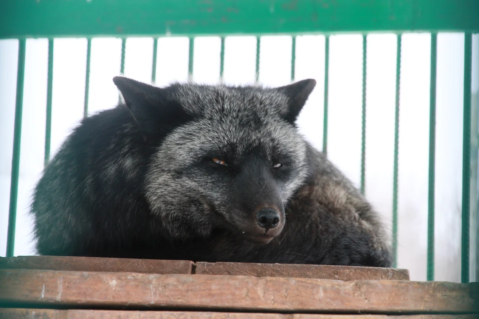 В Алтайском крае уже вакцинировали от бешенства более 600 тысяч животных
