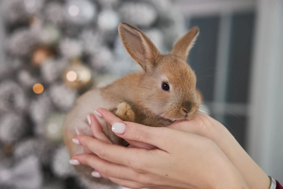 Директор московского зоопарка попросила не выбирать кролика и других животных в качестве подарка на Новый год