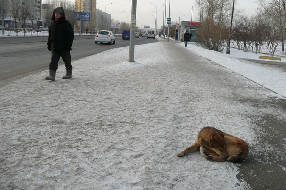 Фото предоставлено КП