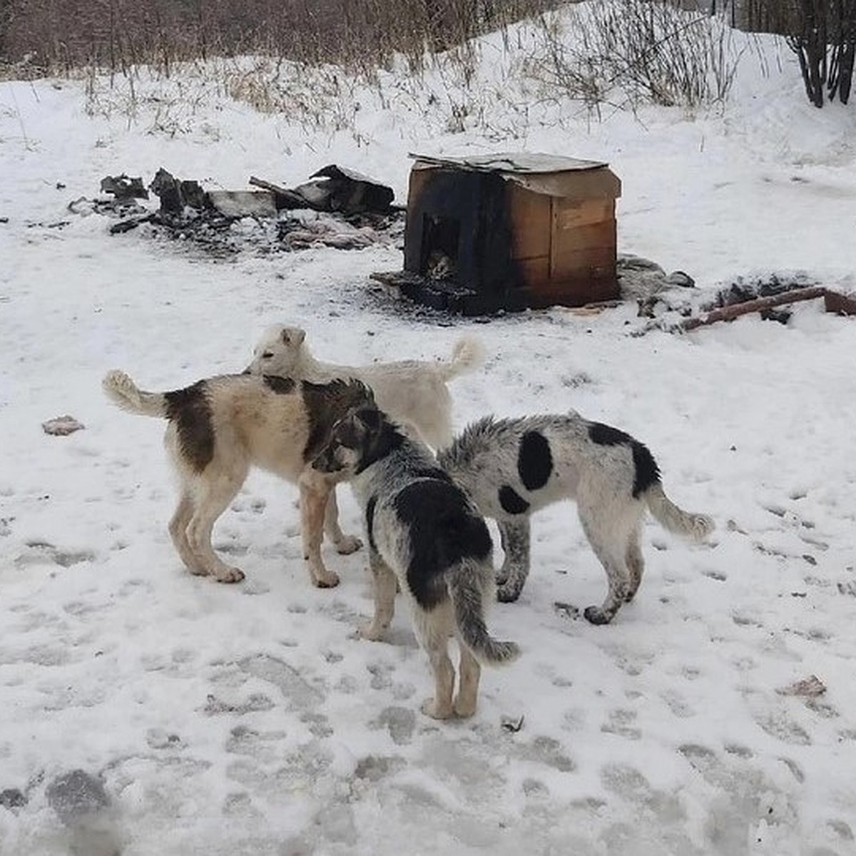 Пьяные рязанцы пытались сжечь собак заживо в Дашково-Песочне - KP.RU