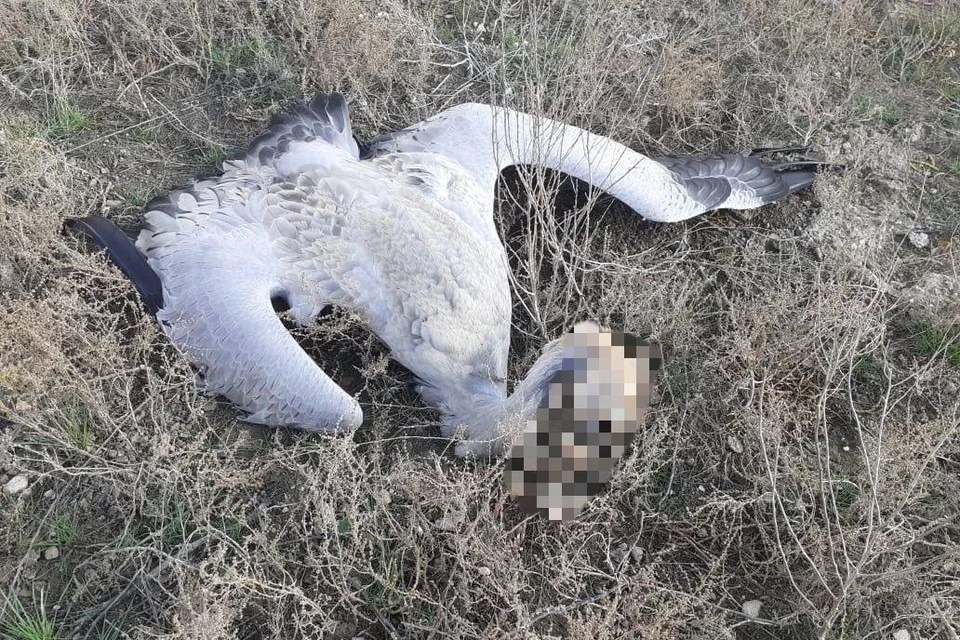 Погибли около 800 краснокнижных серых журавлей. Фото: СУ СК по Ставропольскому краю