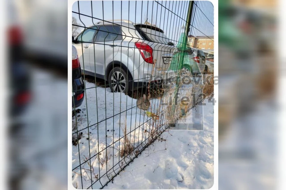 В Красноярске нашлись хозяева кролика из Покровки. Фото: t.me/pokrovka_life124